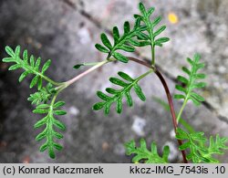 Scutellaria pinnatifida