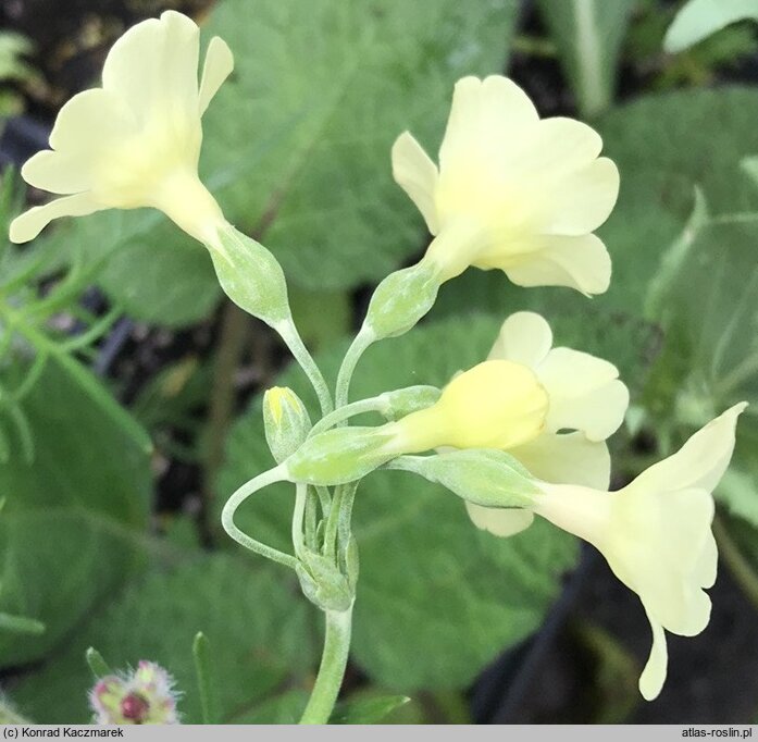 Primula sikkimensis