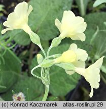 Primula sikkimensis