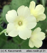 Primula sikkimensis