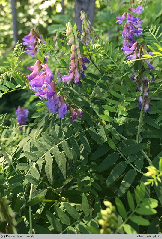 Vicia cassubica (wyka kaszubska)