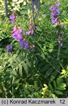 Vicia cassubica (wyka kaszubska)