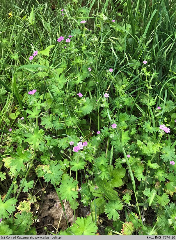 Geranium molle (bodziszek kosmaty)