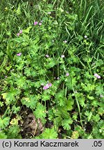 Geranium molle (bodziszek kosmaty)