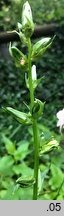 Campanula latiloba