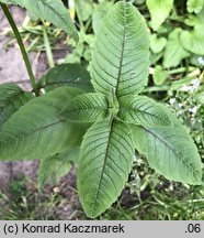 Monarda didyma (pysznogłówka szkarłatna)