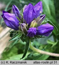 Edraianthus graminifolius (dzwonczyn trawolistny)