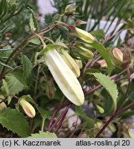 Campanula betulifolia (dzwonek brzozolistny)