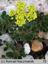 Eriogonum umbellatum (pokoślin baldaszkowaty)