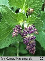 Salvia verticillata (szałwia okręgowa)