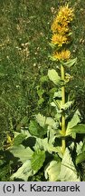 Gentiana lutea (goryczka żółta)