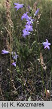 Campanula rapunculus (dzwonek rapunkuł)