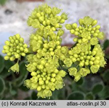 Eriogonum umbellatum (pokoślin baldaszkowaty)