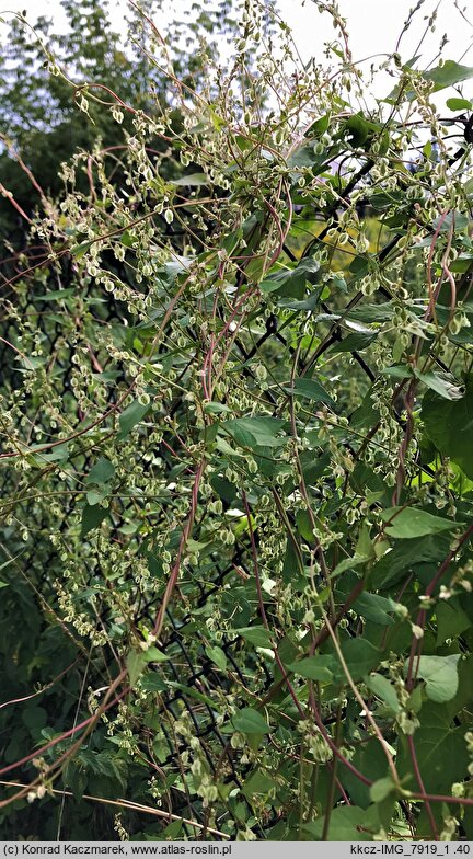 Fallopia dumetorum (rdestówka zaroślowa)