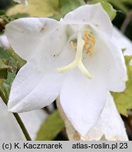 Campanula betulifolia (dzwonek brzozolistny)