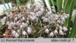 Allium sibthorpianum