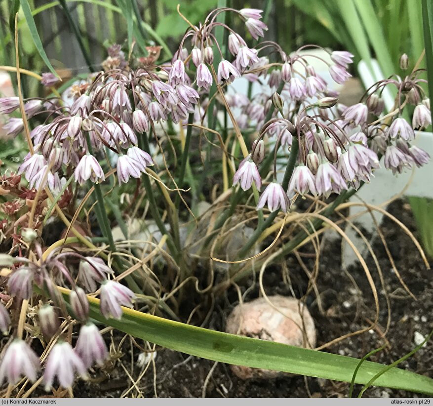 Allium sibthorpianum