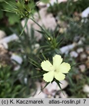 Dianthus knappii