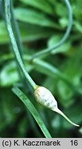 Allium kermesinum