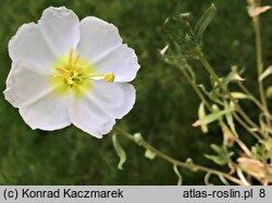 Oenothera pallida (wiesiołek blady)