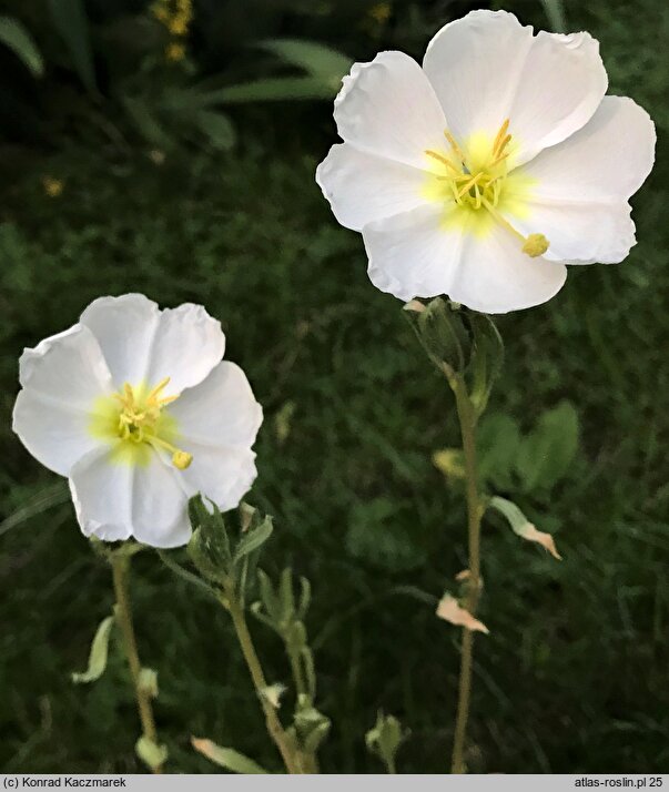 Oenothera pallida (wiesiołek blady)