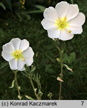 Oenothera pallida (wiesiołek blady)