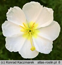 Oenothera pallida (wiesiołek blady)