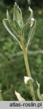 Oenothera pallida (wiesiołek blady)