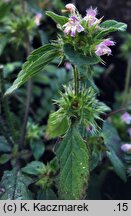 Galeopsis bifida (poziewnik dwudzielny)