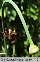 Allium nutans (czosnek krętolistny)