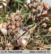 Allium sibthorpianum