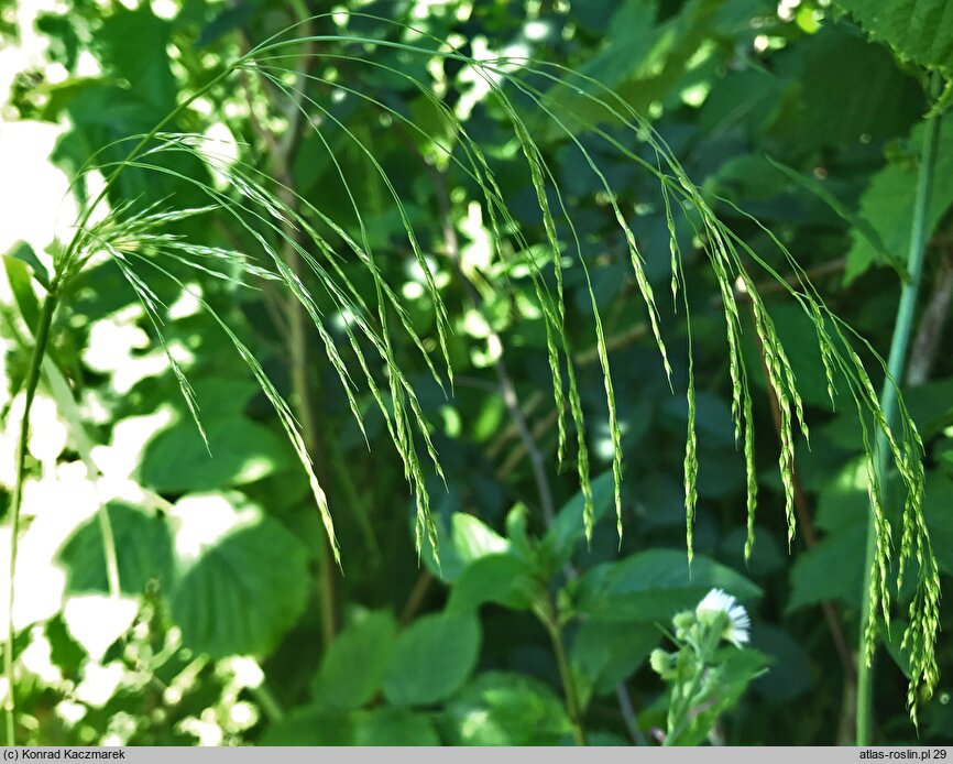 Oloptum miliaceum