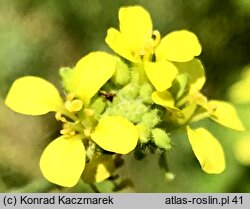 Hirschfeldia adpressa (hirszfeldia szara)