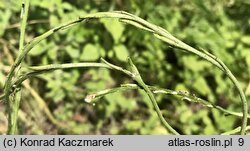 Hirschfeldia incana (hirszfeldia szara)