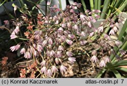 Allium sibthorpianum