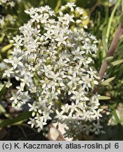 Sedum album (rozchodnik biały)