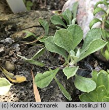 Antennaria howellii