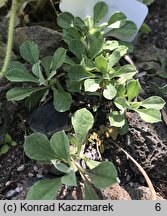 Antennaria howellii