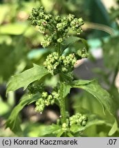 Chenopodium murale (komosa murowa)