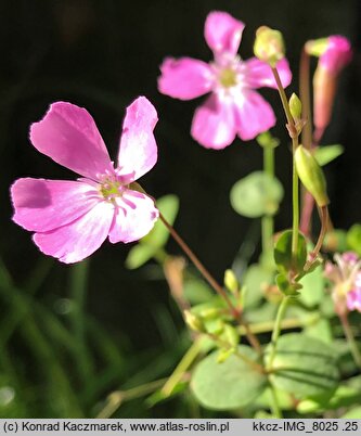 Petrocoptis pyrenaica (petrokoptys pirenejski)