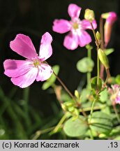 Petrocoptis pyrenaica (petrokoptys pirenejski)