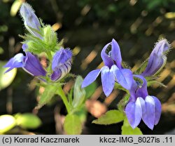 Lobelia siphilitica (lobelia wielka)