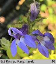 Lobelia siphilitica (lobelia wielka)