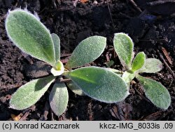 Lychnis coronaria (firletka kwiecista)