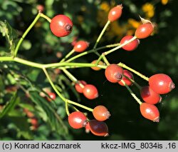 Rosa multiflora (róża wielokwiatowa)