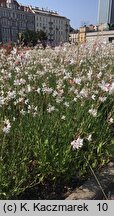 Gaura lindheimeri (gaura Lindheimera)