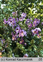 Angelonia angustifolia (angelonia wąskolistna)