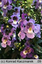 Angelonia angustifolia (angelonia wąskolistna)