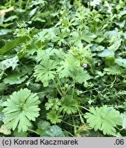 Geranium pusillum (bodziszek drobny)