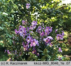 Angelonia angustifolia (angelonia wÄ…skolistna)